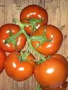 VINE_TOMATO-removebg-preview.webp