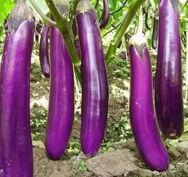 long aubergine.webp